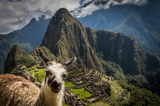 91 Machu Picchu, lama.jpg